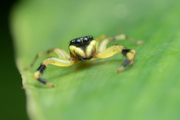 Macro of jumping spider
