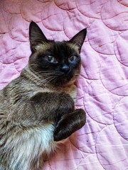 the cat is lying on the sofa