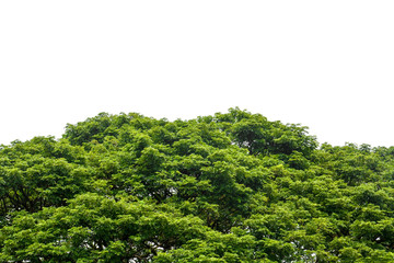 top of large Eastindian walnut, Raintree or Samanea saman green tree isolated on white background, copy space, clipping path