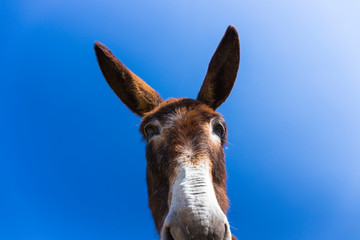 DONKEY OR ASS (Equus africanus asinus), Granadilla, Ambroz Valley, Cáceres, Extremadura, Spain,...