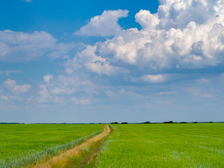 landscape field rural road in summer