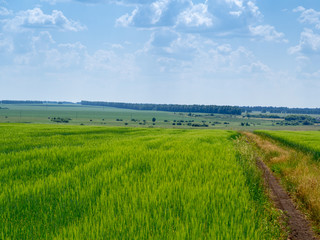 Fototapeta na wymiar landscape field rural road in summer