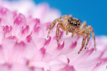 Jumping Spider