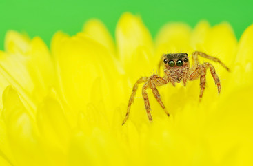 Jumping Spider