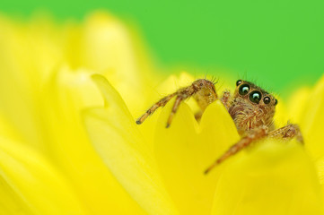 Jumping Spider
