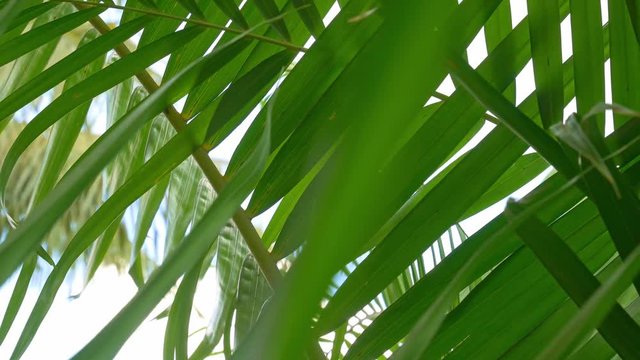 Sunshine through coconut palm leaves with lens flare effects and beautiful sky background 