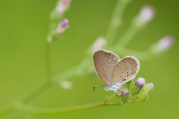 Close up of a butterfly, Natural light shooting