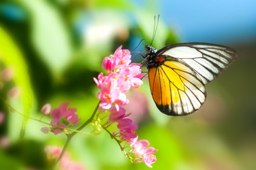 Close up of a butterfly, Natural light shooting