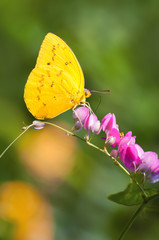 Close up of a butterfly, Natural light shooting