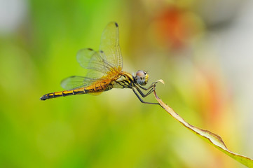 Dragonfly