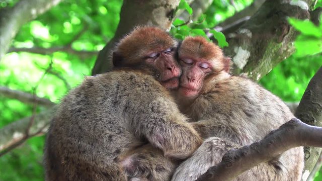 Two monkeys hugging an sleeping on a tree