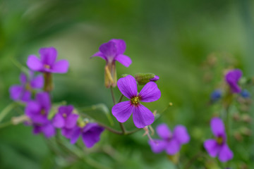 Fototapeta na wymiar Lila Blüten im Garten