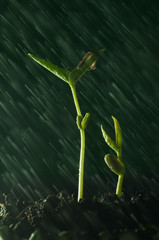 Little plants enjoy the happiness brought by raindrops