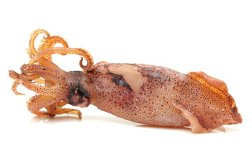 Dried squid on white background 