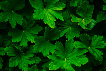 Fototapeta na wymiar Green foliage background.