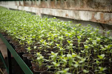 Fototapeta na wymiar Organic farming, seedlings growing in greenhouse. Green plants.