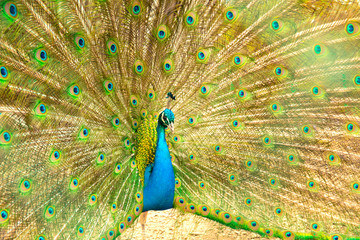 Fototapeta premium Peacock- male peafowl with open tail