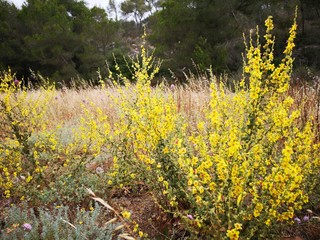 mediterrane Vegetation