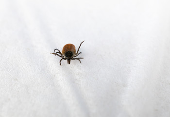 A tick in close-up on a white towel