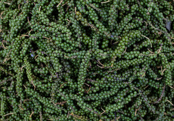 Green peppercorns. Green pepper seeds piele. Asia, Vietnam market.