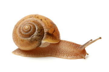 Crawling snail isolated on a white background