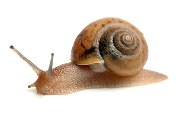 Crawling snail isolated on a white background