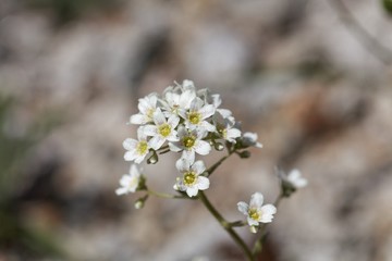Flower of the rockfoil Saxifraga hostii