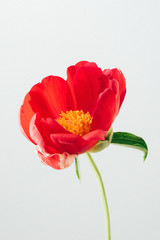 red peony on the white background