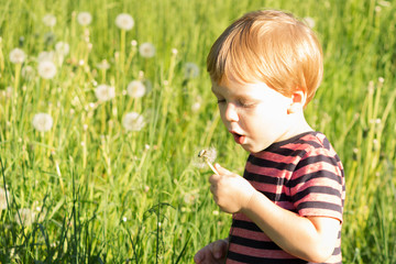 3 years old Boy blowing dandelion in summer day. Copy space