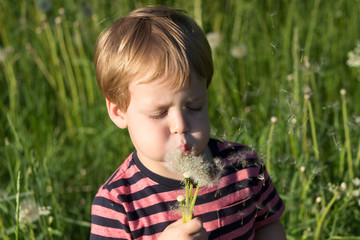 3 years old Boy blowing dandelion in summer day