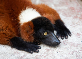Red Ruffed Lemur resting on stone