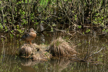 Утка на гнезде. Весна.