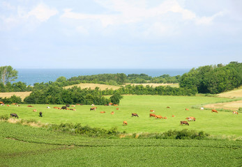 Herd Danish cows graze on the eco-friendly, green field. Country side of Island Samsoe. Denmark. Europe.
