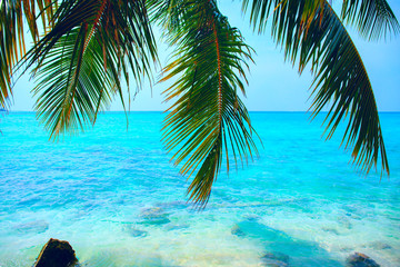 Obraz na płótnie Canvas Tropical seascape with green palm tree leaves and ocean view