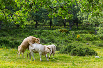 Ambroz Valley, Cáceres, Extremadura, Spain, Europe