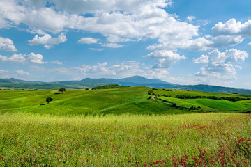Picturesque Tuscany landscape with rolling hills, valleys, sunny fields, cypress trees along winding rural road, houses on a hill. Tourist visit in Tuscany