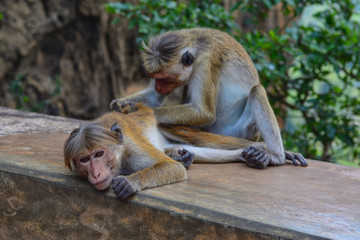 Sri Lanka macaque monkey
