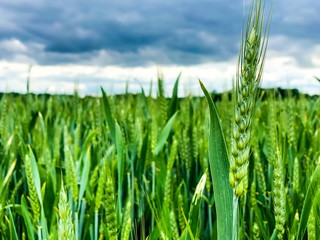 field of cereals 