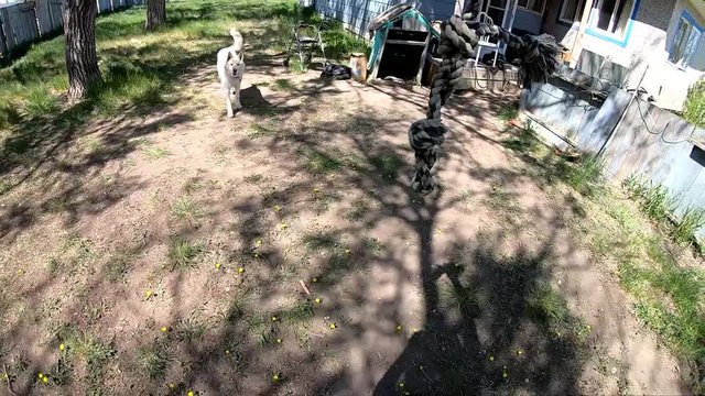 SLOW MOTION - EPIC FAIL -  Husky dog runs and jumps for a rope bone toy toy and completely misses.