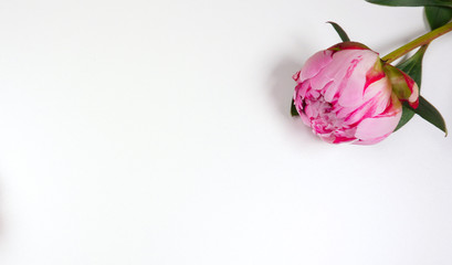 Pink Peony isolated on white background for an invitation or postcard or wedding