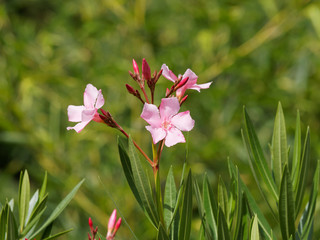Nerium oleander. Laurier-rose