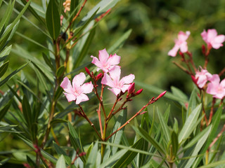 Nerium oleander. Laurier-rose