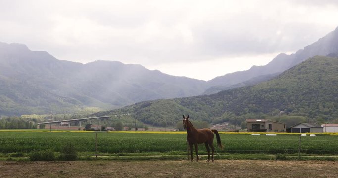 Happy horse in the field with a beautiful background