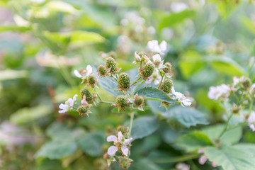 Green unripe blackberry plant. blackberries plant.