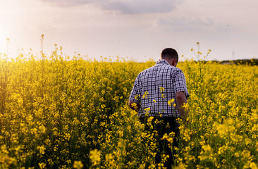 Farmer standing in oilseed field and examining crop at sunset.
