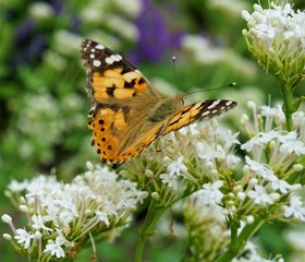 Obraz premium Vanessa cardui butterfly
