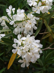 Nerium oleander. Laurier-rose