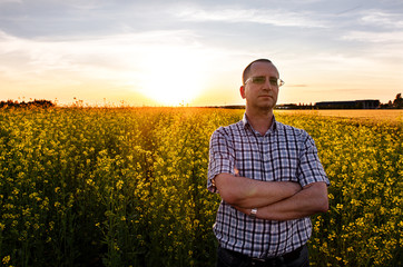 Farmer standing in oilseed field and examining crop at sunset.