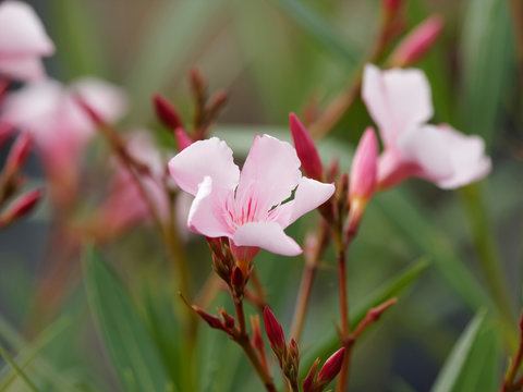 Nerium oleander - Laurier-rose ou ol&eacute;andre