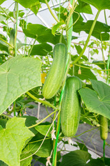 Cucumbers in the vegetable garden